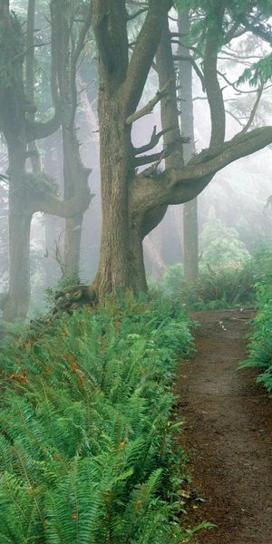 Misty Forest Pathway - A Serene Landscape for Your Mobile