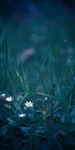 Macro Photography of Wild Flowers in a Tranquil Grass Field