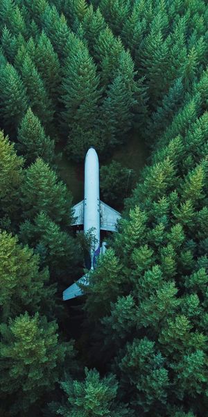 Aerial View of an Airplane Nestled Among Trees