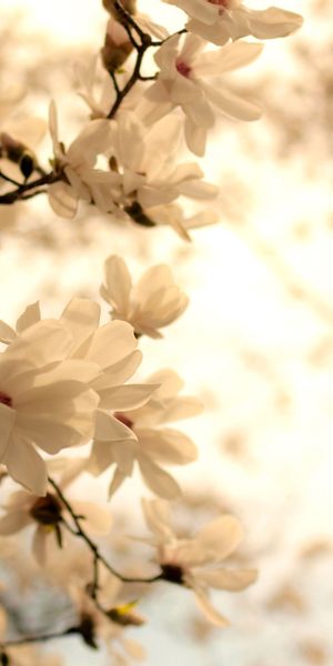 Beautiful White Flower Blossom - Perfect Phone Wallpaper
