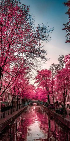 Vibrant Amsterdam Canal Scene with Pink Trees