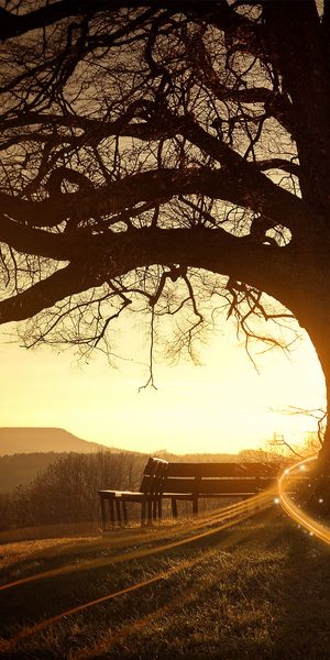Beautiful free phone wallpaper featuring a sunset, tree, and sunbeam