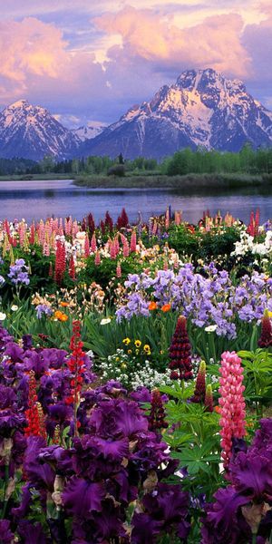 Breathtaking Mountain View with Vibrant Flower Fields