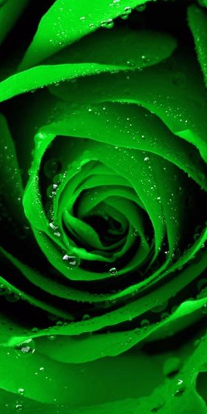 Captivating 4K Wallpaper of a Lush Green Rose with Dew Drops