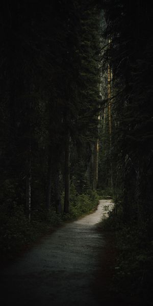 Serene Dark Forest Path for Your Phone Wallpaper