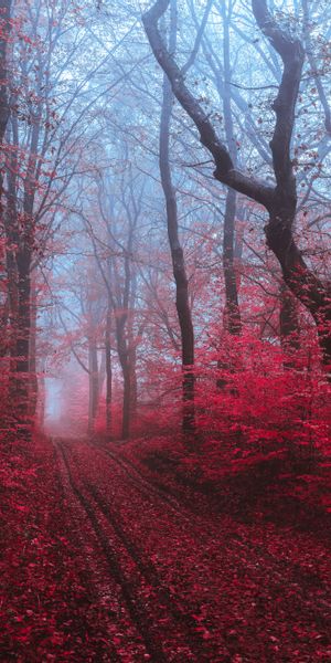 Breathtaking Red Forest Road Surrounded by Mist
