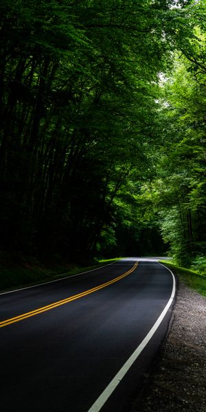 Serene Road Surrounded by Lush Green Trees