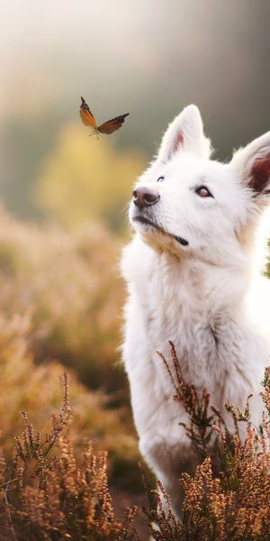 White Shepherd Dog Gazing at a Butterfly in a Serene Setting