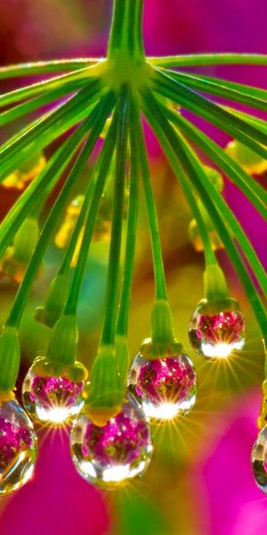 Mobile Wallpaper: Captivating Spring Scene with Water Drops and Flowers