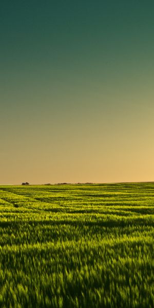 Phone wallpaper: Barley, Minnesota, Field, Earth, Sunset free download