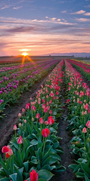 Breathtaking HD Phone Wallpaper of Colorful Tulip Fields at Sunset