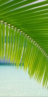 Phone wallpaper: Beach, Ocean, Earth, Tropics free download