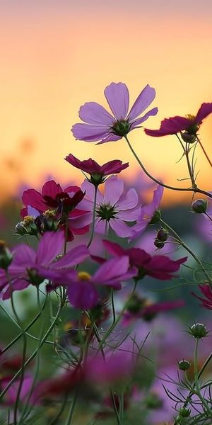 Beautiful mobile wallpaper featuring daisies and cosmos flowers in a sunset glow