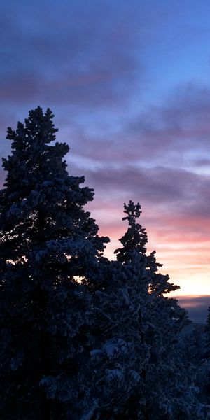 Serene Winter Forest at Dusk: 4K Phone Wallpaper of Snowy Trees and Sunset
