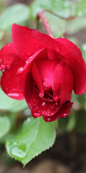Beautiful red rose with water drops - free mobile wallpaper for nature lovers