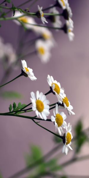 Trendy White Flower Mobile Wallpaper for Nature Lovers