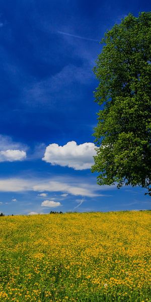 Serene phone wallpaper with a majestic tree and blooming yellow flowers
