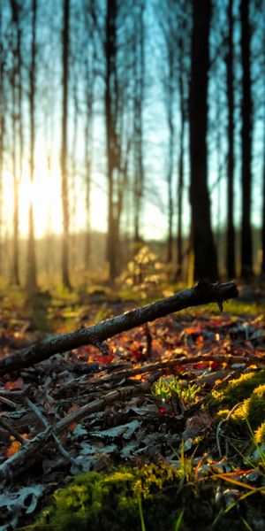 Enchanting forest wallpaper featuring trees, moss, and soft sunlight