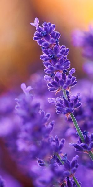 Phone wallpaper: Nature, Flowers, Flower, Blur, Earth, Lavender, Purple Flower free download