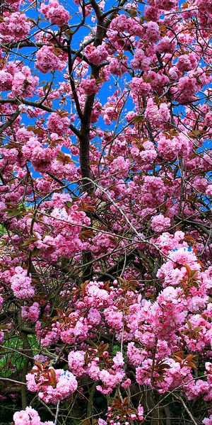 Beautiful Cherry Blossom Mobile Wallpaper - 4K Quality for Nature Lovers