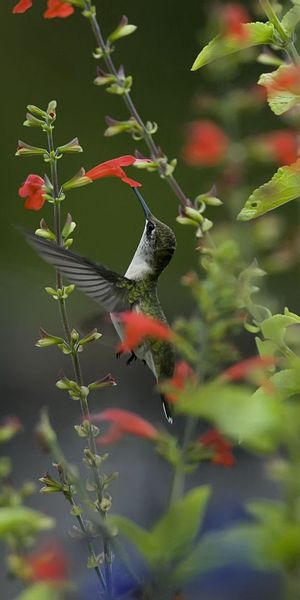 Vibrant Hummingbird Surrounded by Beautiful Flowers