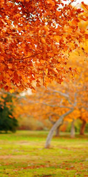 Autumn Landscape with Orange Leaves