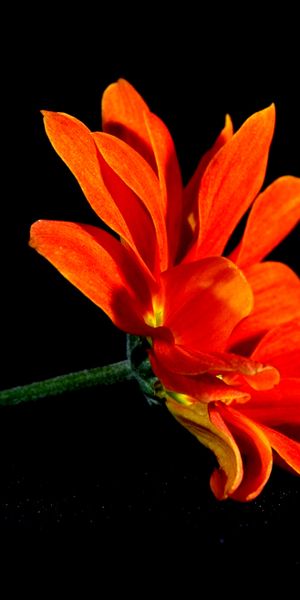 Phone wallpaper: Flowers, Flower, Earth, Orange Flower free download