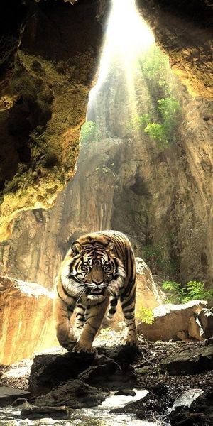 Majestic Tiger Walking Through a Sunlit Cave