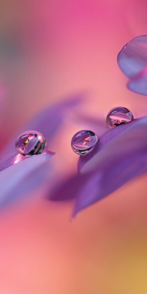 Beautiful Macro Shot of a Flower with Water Drops