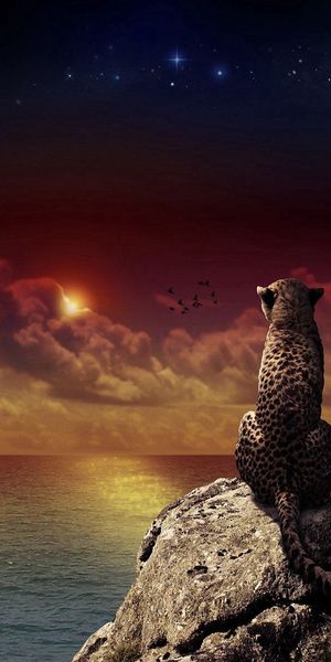 Leopard Watching Sunset - Perfect Mobile Wallpaper