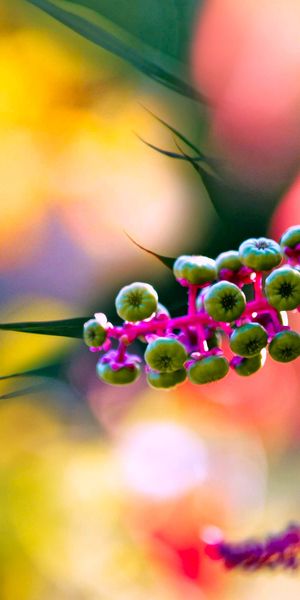 Phone wallpaper: Nature, Blur, Earth, Colorful, Spring, Bokeh, Sunny free download