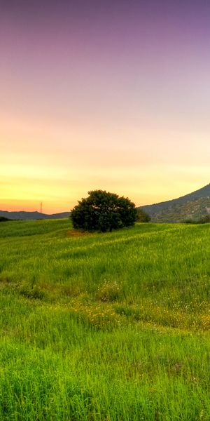 Phone wallpaper: Tree, Earth, Landscape free download