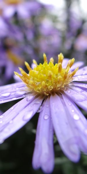 Phone wallpaper: Nature, Flowers, Flower, Earth, Bokeh, Daisy, Purple Flower, Water Drop free downlo