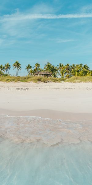 Phone wallpaper: Tropics, Palms, Bank, Shore, Nature, Beach, Ocean free download