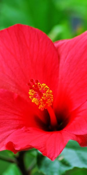Phone wallpaper: Flowers, Flower, Close Up, Earth, Hibiscus, Red Flower free download
