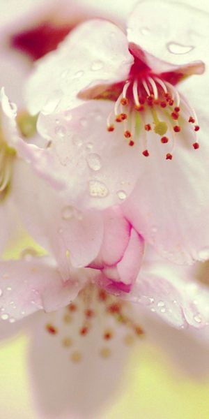 Phone wallpaper: Flowers, Bloom, Macro, Flowering, Spots, Drops, Plant, Stains free download