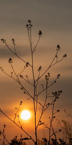 Beautiful Sunset Silhouette of Nature