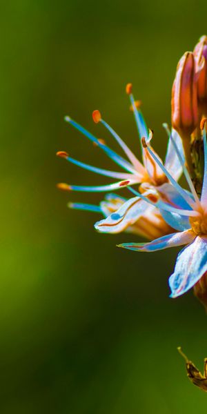 Phone wallpaper: Nature, Flowers, Flower, Macro, Blur, Earth free download