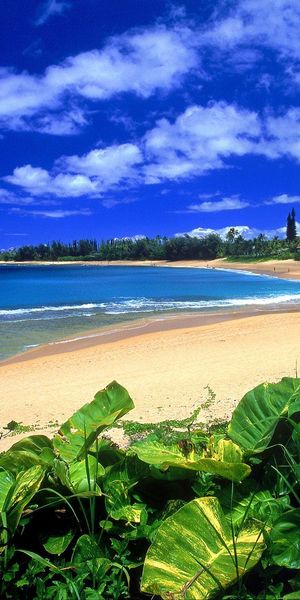 Breathtaking Beach View with Lush Greenery