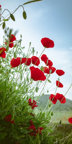 Vibrant Red Poppies in Full Bloom Against a Blue Sky