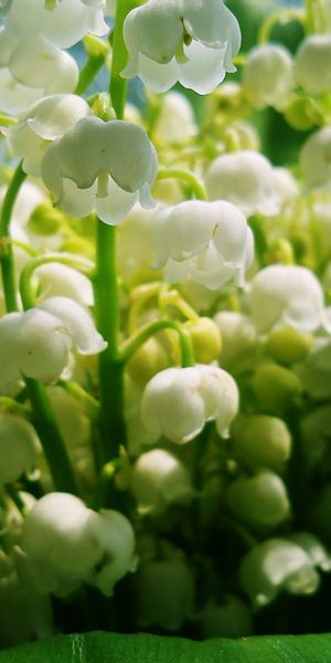 Phone wallpaper: Bouquet, Bluebells, Flowers, Mood, Lily Of The Valley, Spring free download