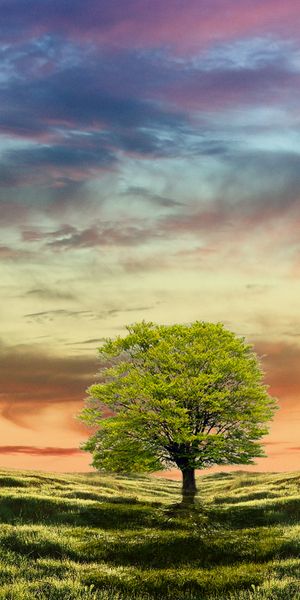 Breathtaking 4K Phone Wallpaper Featuring a Lush Green Tree at Sunset
