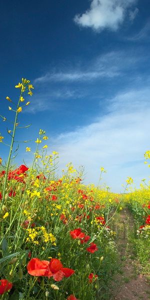 Beautiful flower field wallpaper featuring vibrant blooms and blue skies