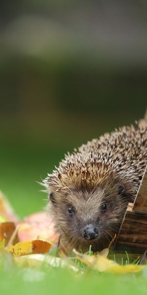 Phone wallpaper: Apple, Blur, Leaf, Fall, Animal, Hedgehog free download