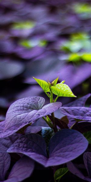 Macro Image of a Green Sprout Surrounded by Purple Leaves