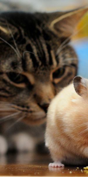 Adorable wallpaper showcasing a hamster enjoying a snack with a cat nearby