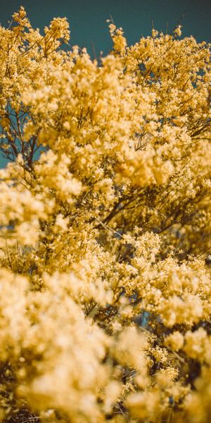 Phone wallpaper: Flowers, Smooth, Branch, Nature, Blur free download