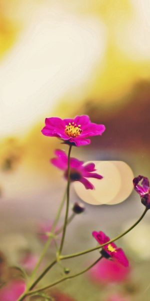 Phone wallpaper: Macro, Petals, Plant, Flowers free download