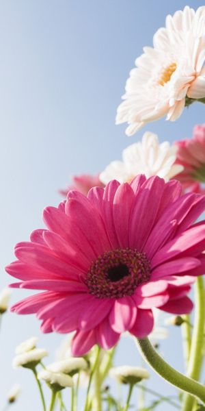 Gerbera Flowers in Full Bloom Under a Clear Sky