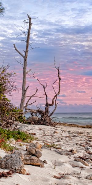 Tropical Beach with Unique Trees and Beautiful Sunset